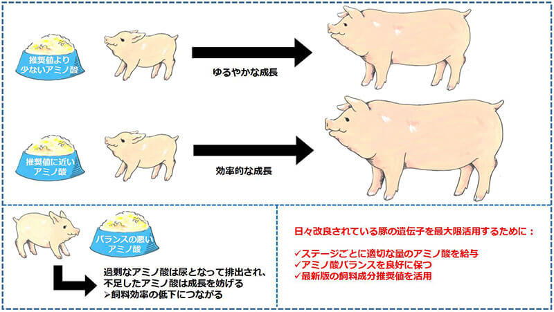 豚 の 脂 栄養