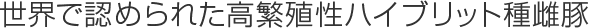 世界で認められた高繁殖性ハイブリット種雌豚