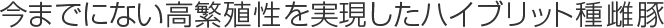 今までにない高繁殖性を実現したハイブリット種雌豚