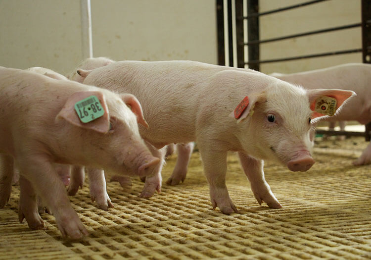 種豚に関する画像